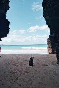 chien-arche-las-catedrales-espagne