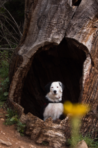 chien-accepté-las-medulas