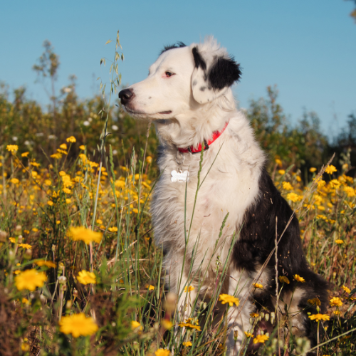 chien dans champs de fleurs jaunes