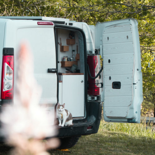 chat dans un van aménagé