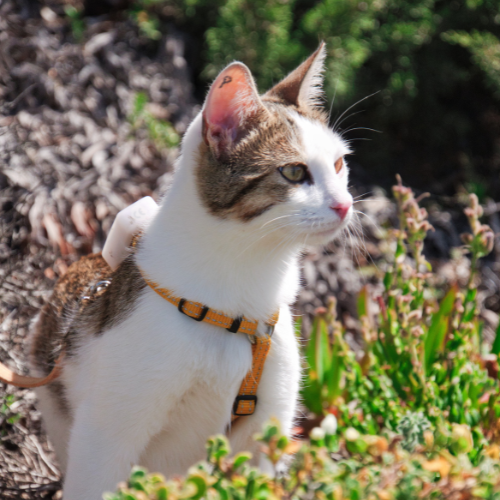 chat voyageur dans la nature