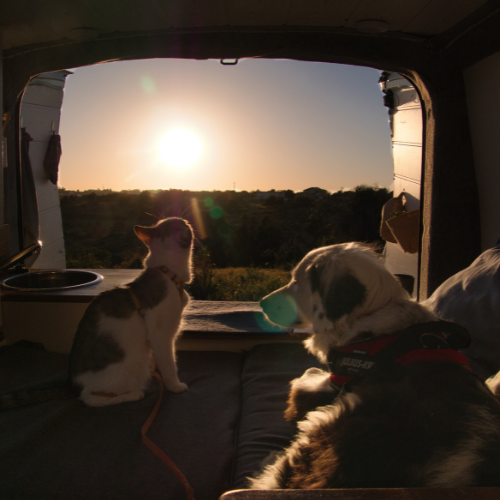 chien et chat + coucher de soleil en van