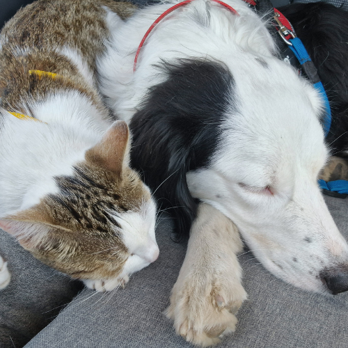 chien et chat en van