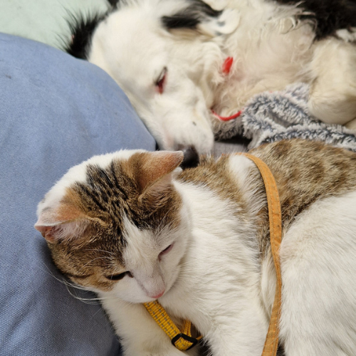 chien et chat qui dorment ensemble