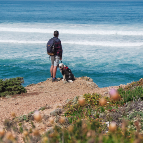 chien au portugal algarve