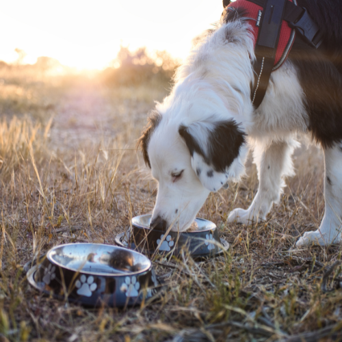 chien qui mange en van aménagé