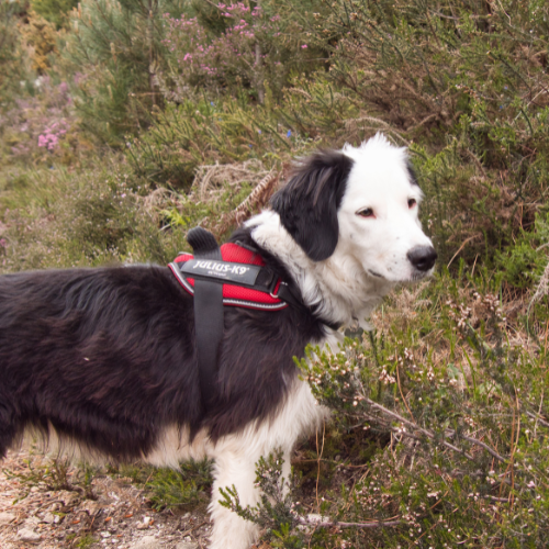 chien en randonnée dans le gerês