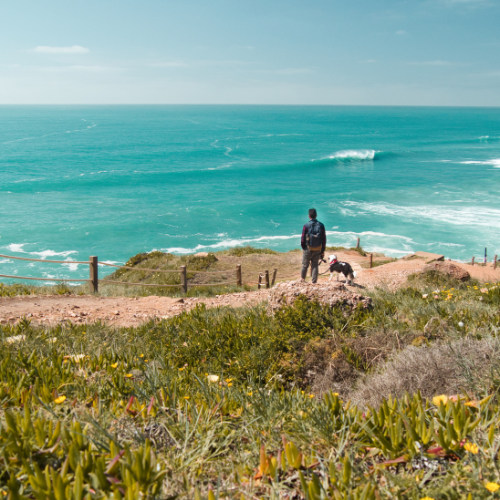 chien plage de nazaré