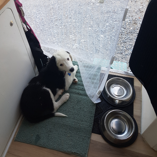 gamelles et chiot dans un van