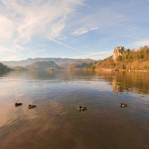 canards lac de bled